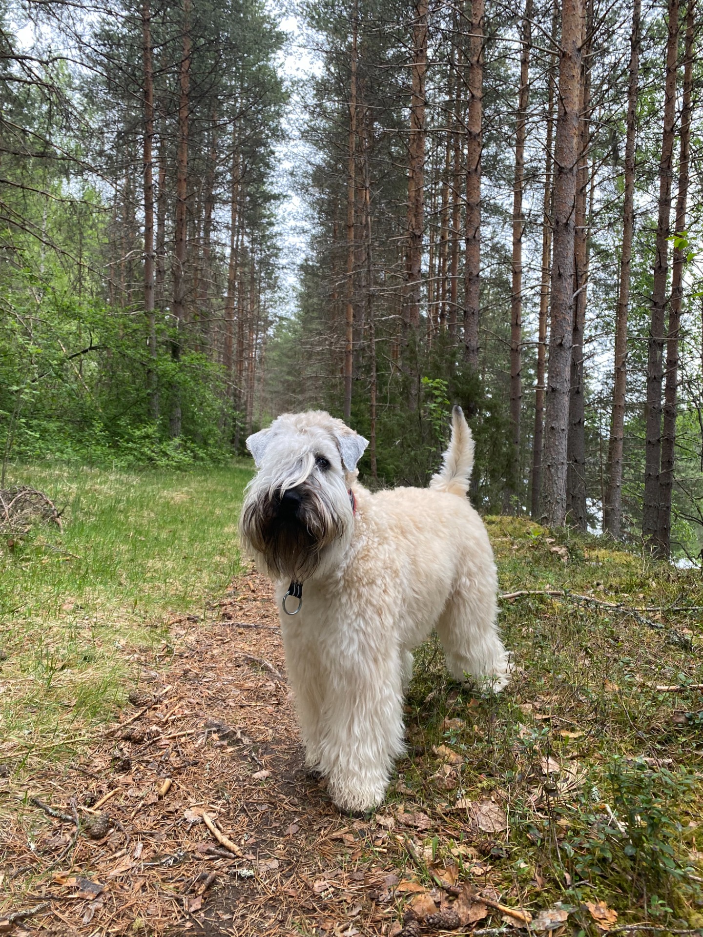 Rut ca 1 år
