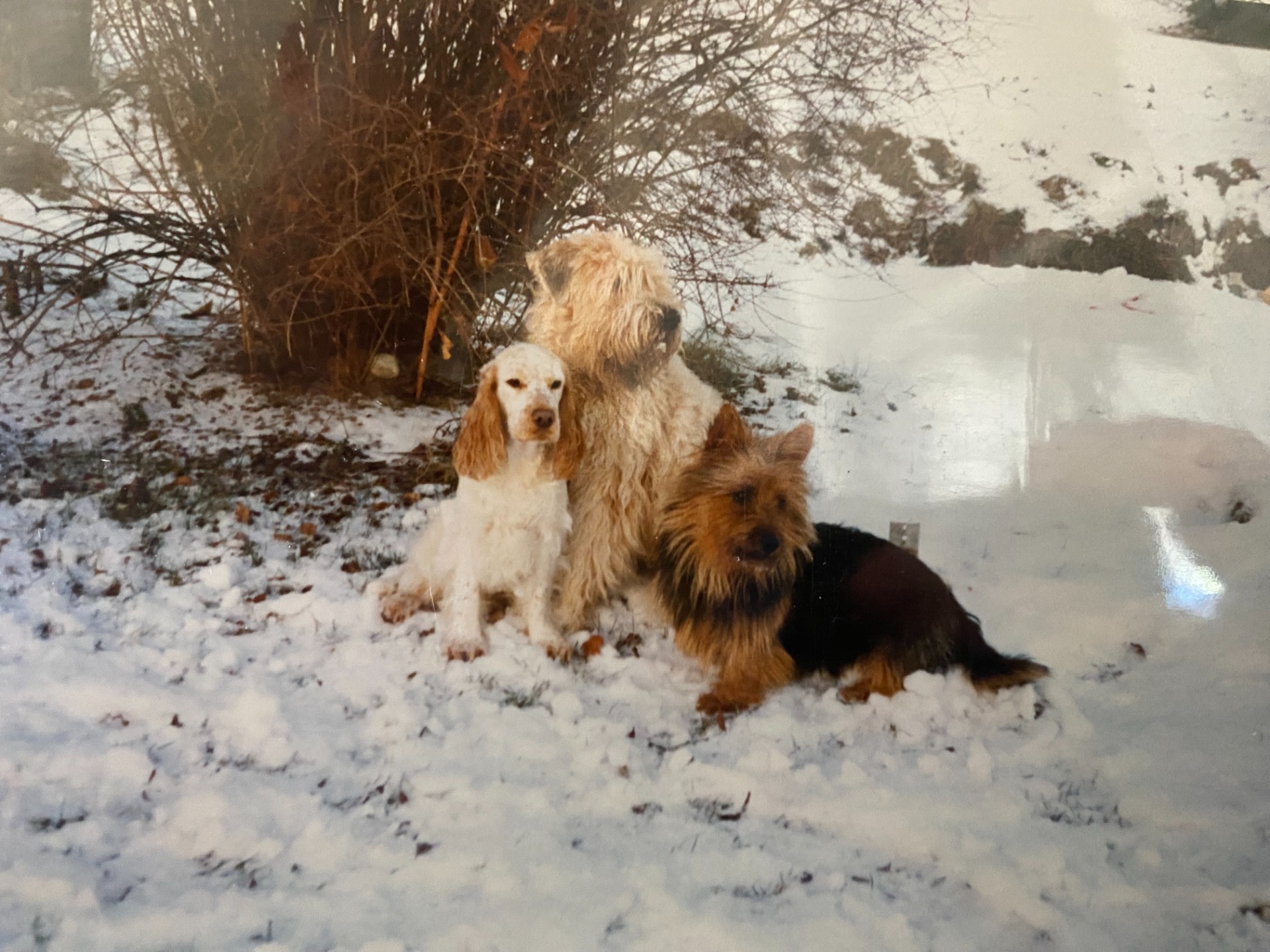 Triss i söta hundar (1995)