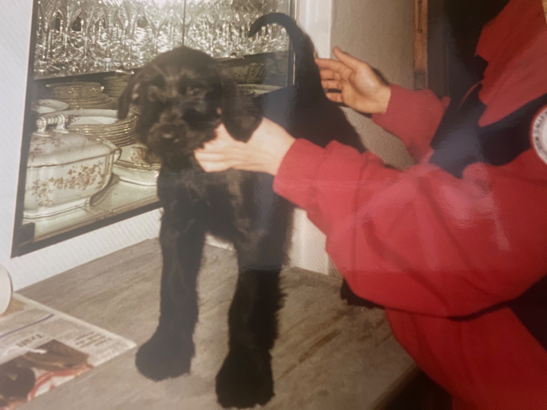 Sally, min Riesenschnauzer född 1999