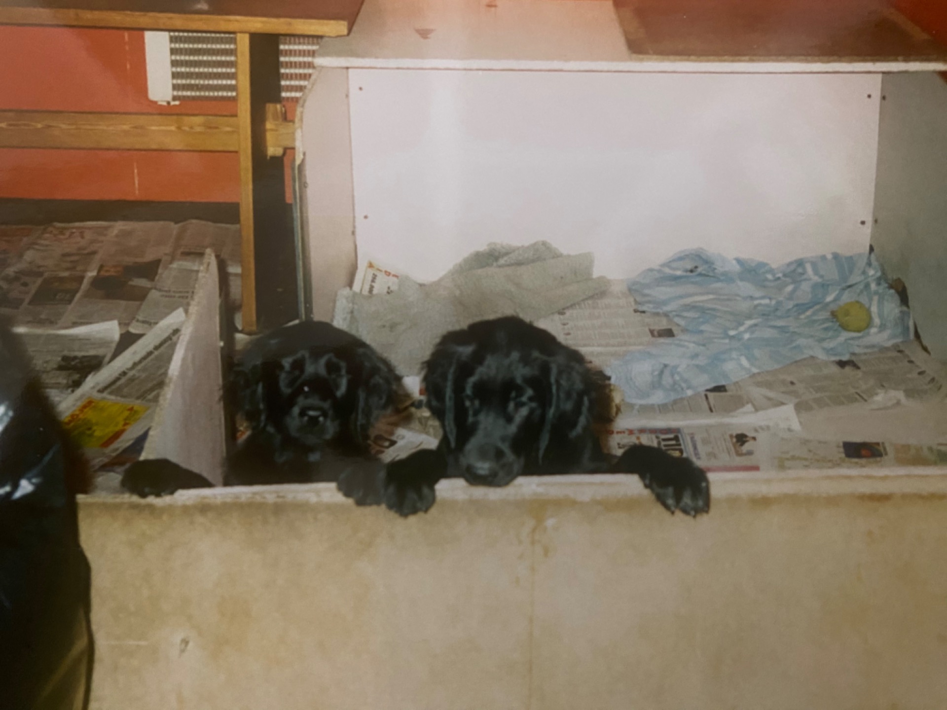 Valpar under praktik hos Gunhills kennel under 90-talet.